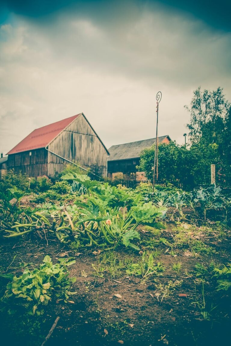 vegetables houses garden countryside