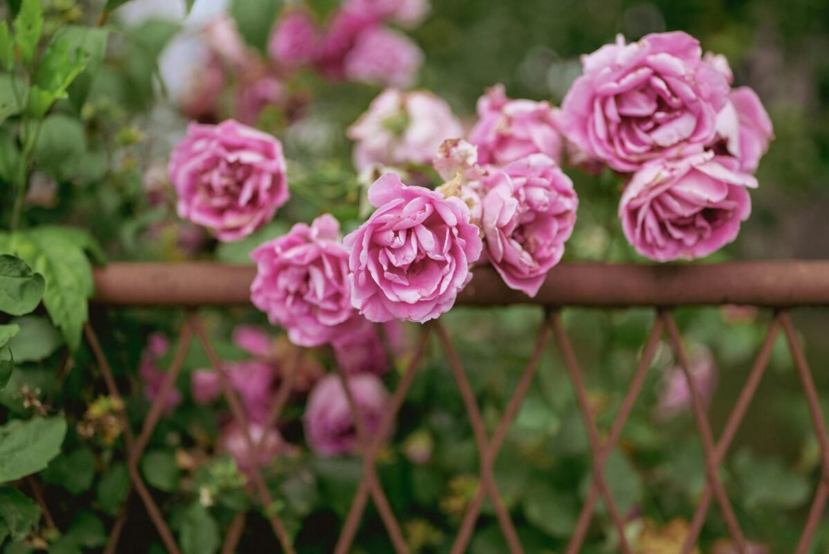 pink rose flowers blooming over a garden fence