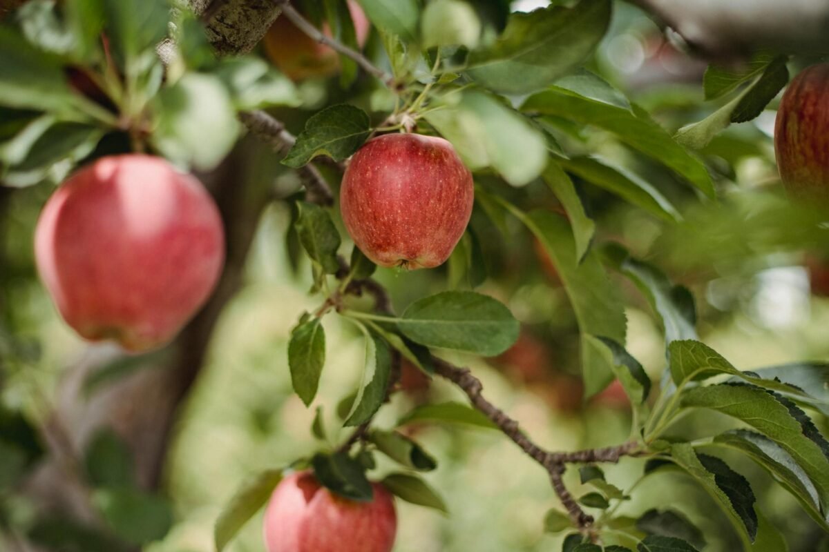 ripe red fresh apples growing on tree in orchard