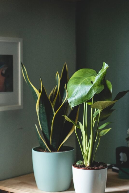 flowerpots with green home plants