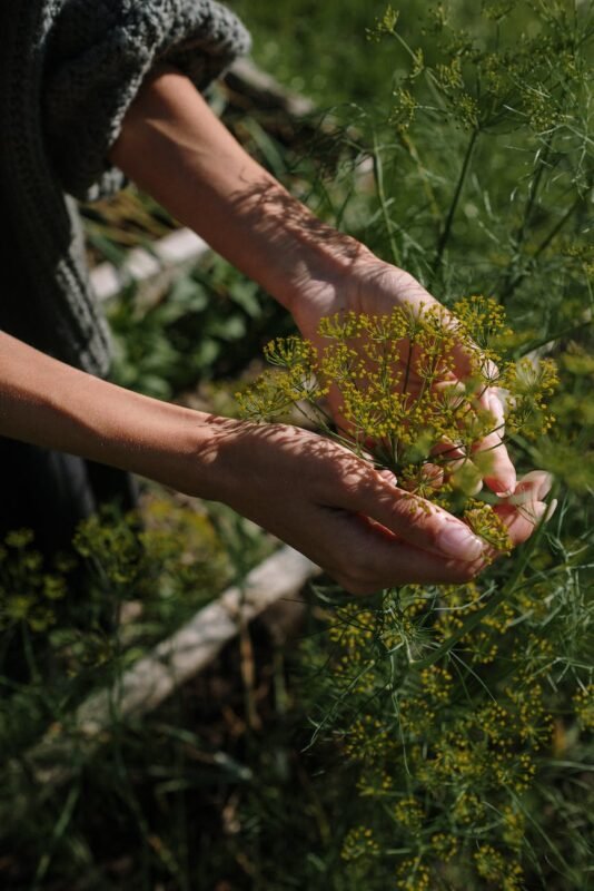 person holding a small plant