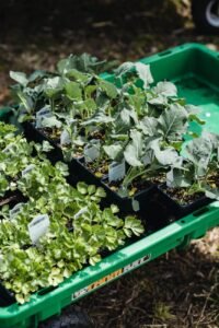 box of fresh green plants on farm ground