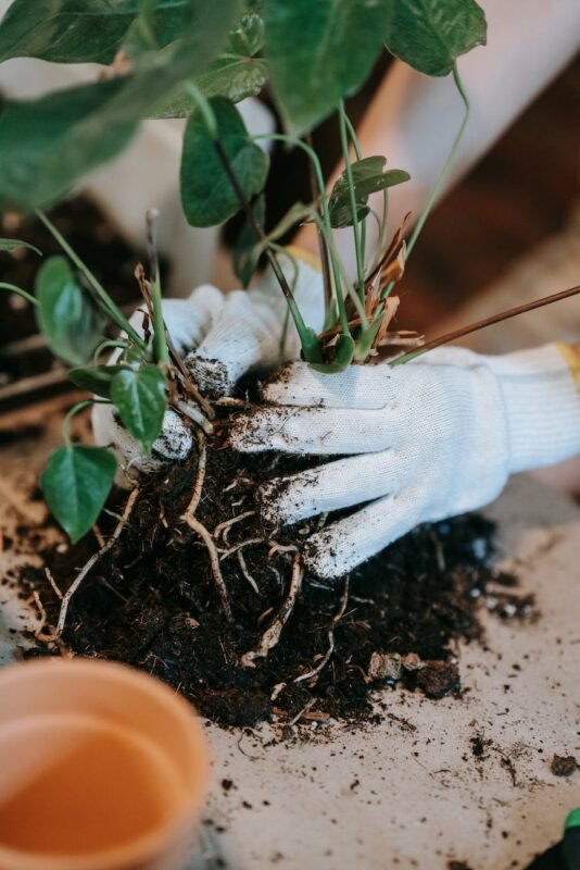 person wearing gloves holding a plant with soil