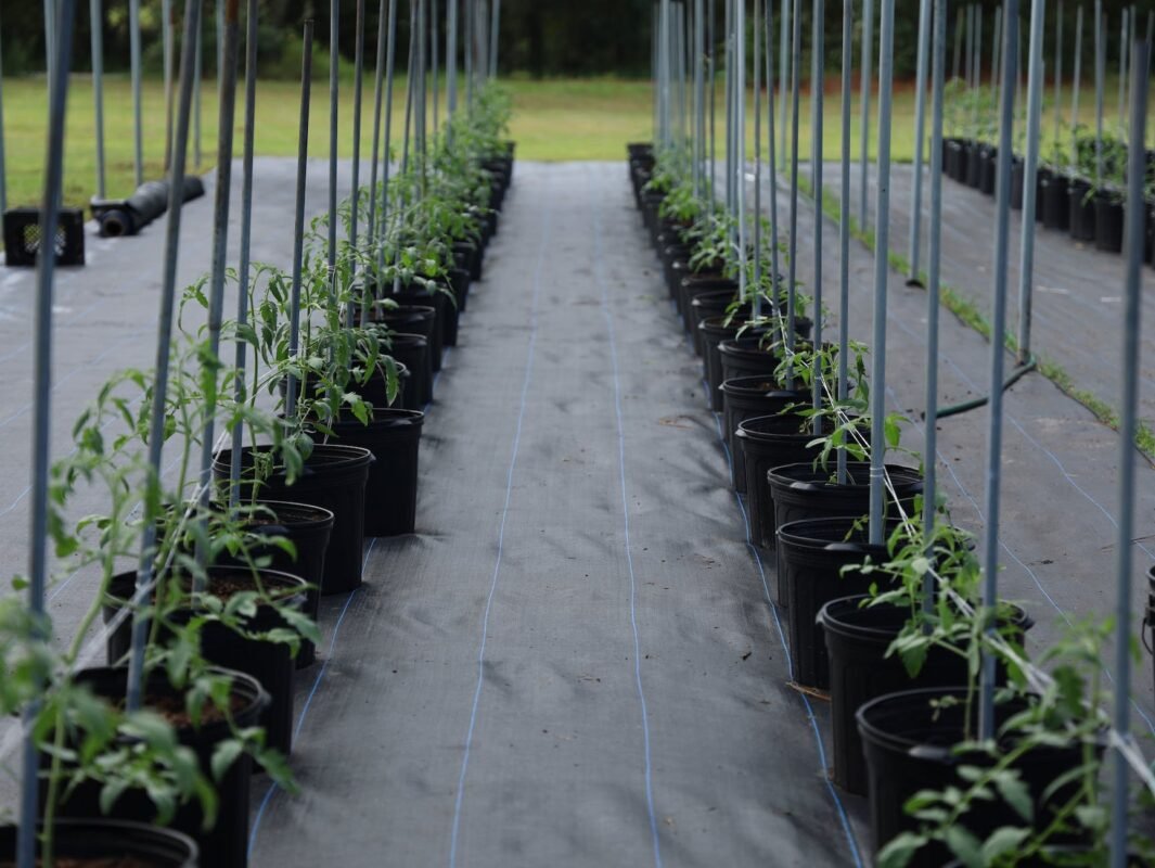 potted plants placed on rows