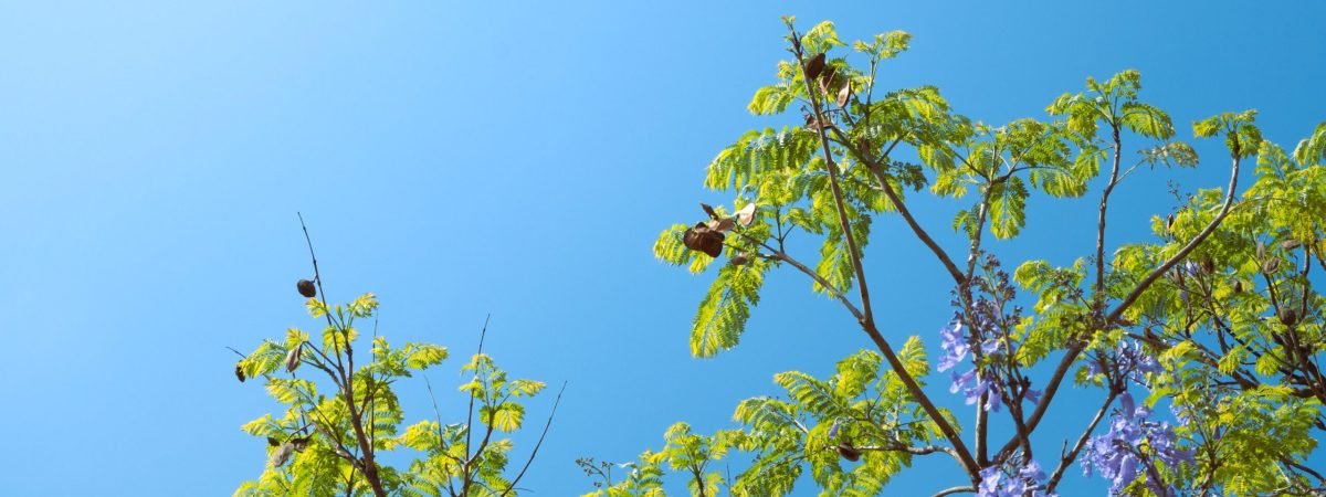 a blue sky and some green leaves and branches