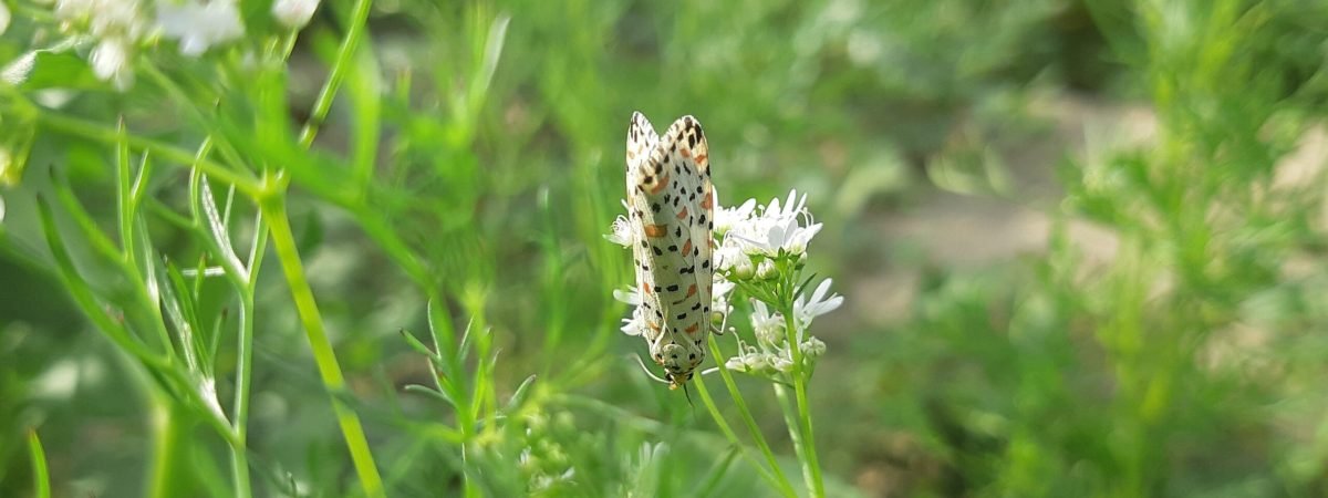 a butterfly sitting on top of a white flower