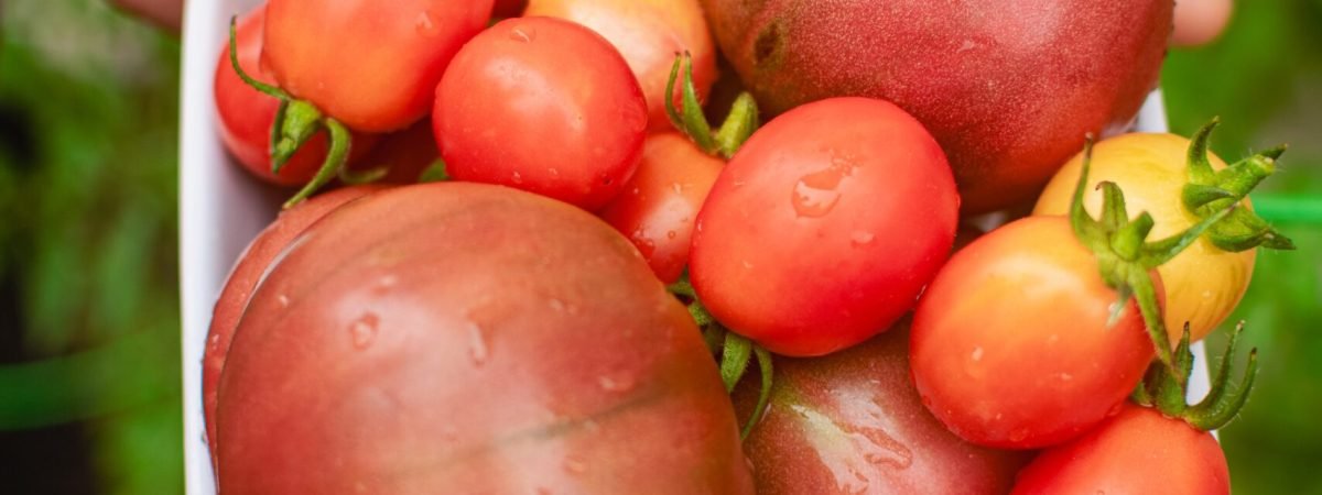 a person holding a bowl of tomatoes in their hands