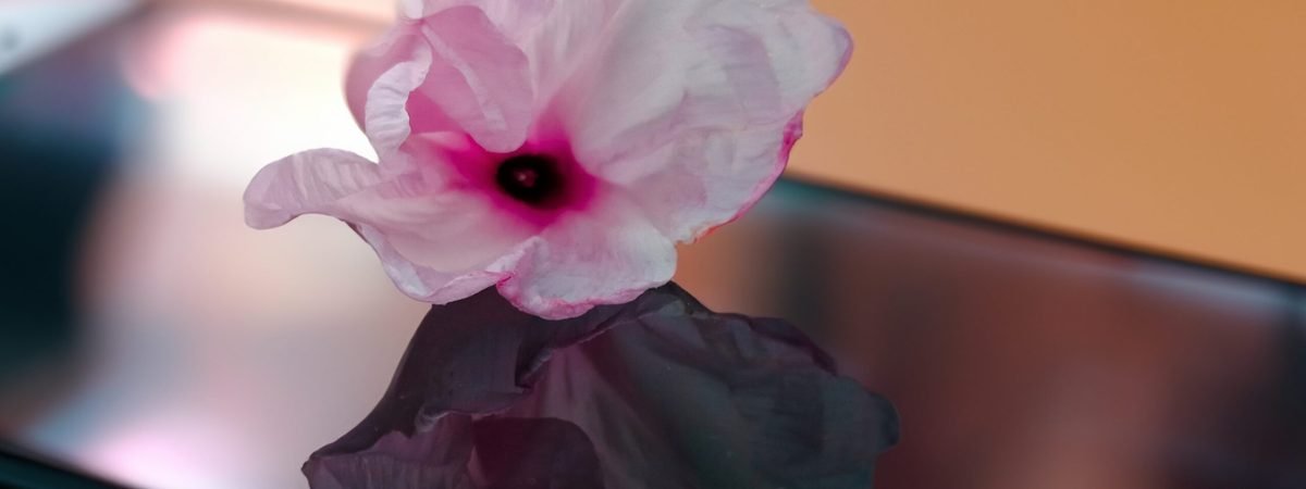 a pink flower sitting on top of a cell phone