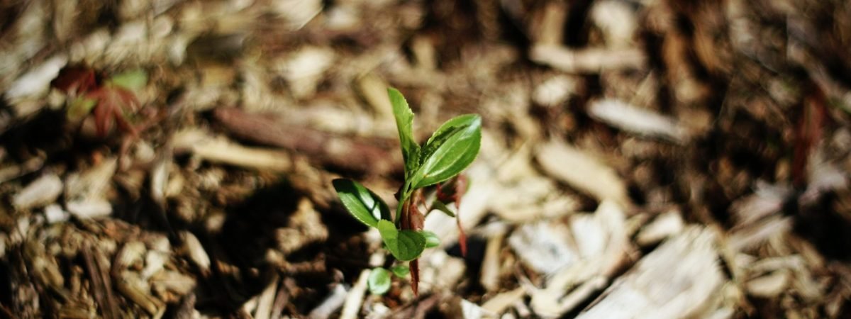 a small plant sprouts from the ground