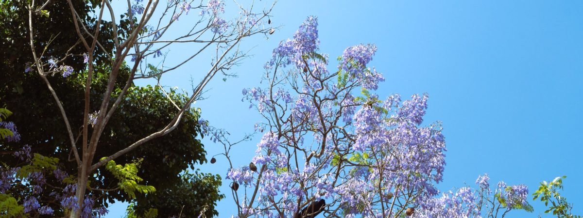 a tree with purple flowers in the foreground and a blue sky in the background