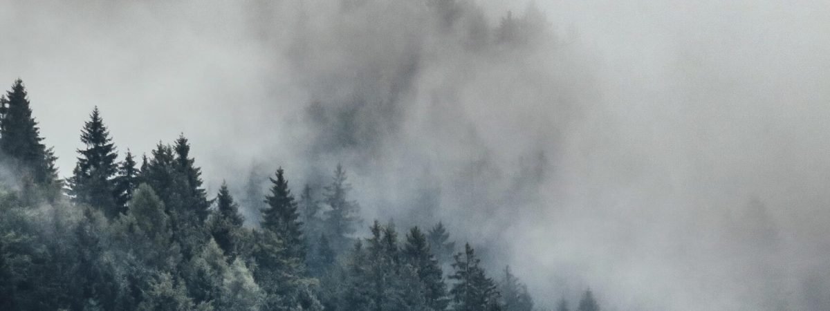 bird's eye photography of tall trees surrounded with fogs