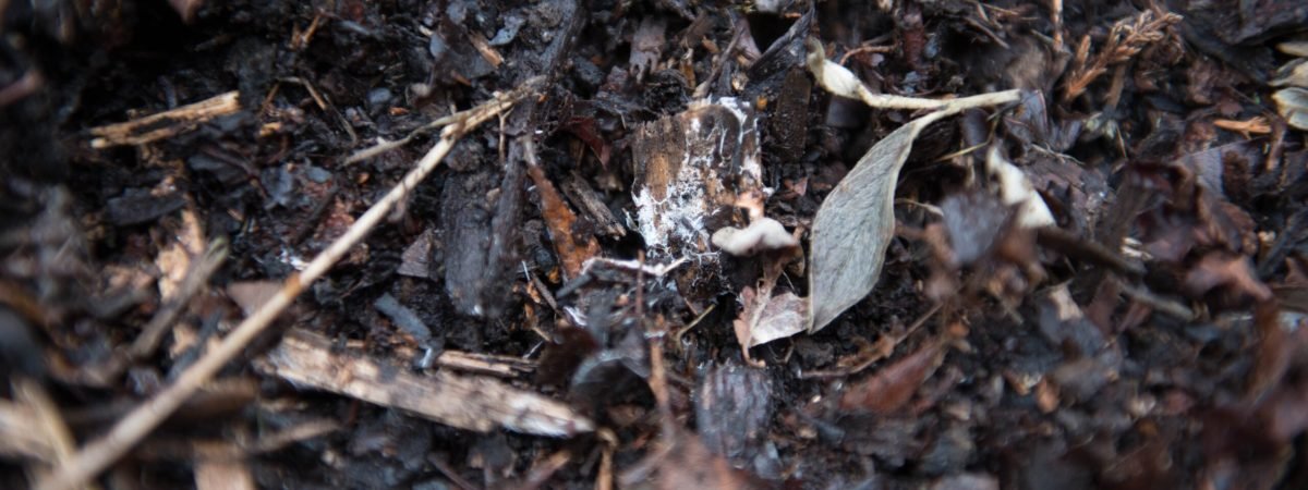 brown dried leaves on ground