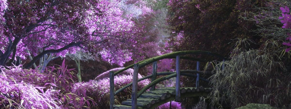 brown wooden footbridge surrounded by pink petaled flowers with creek underneath during daytime