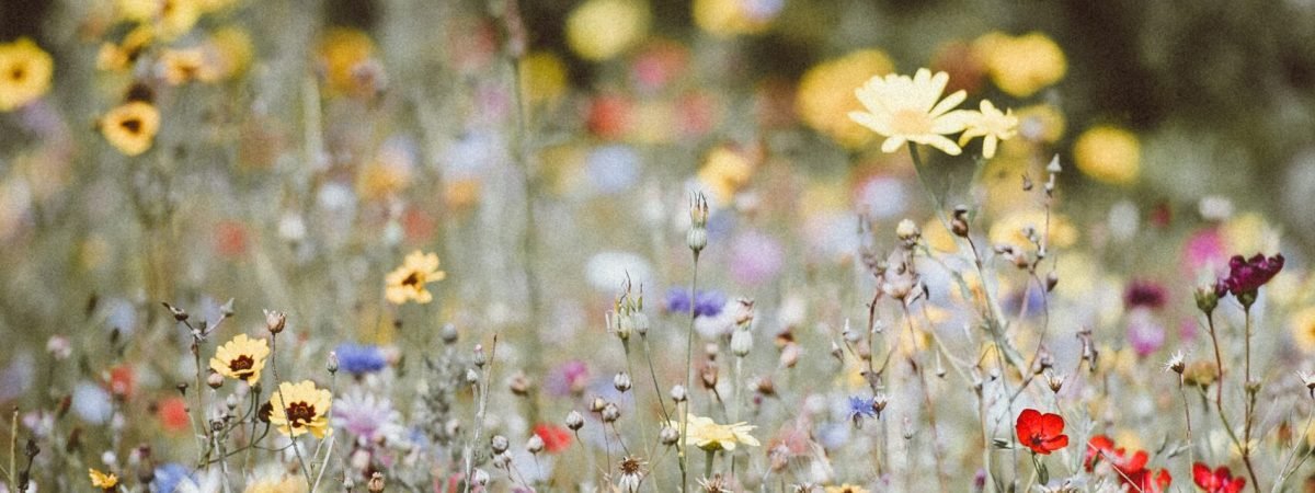 garden flowers photography