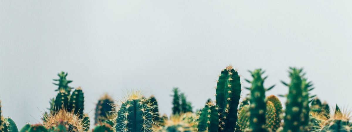 green cacti