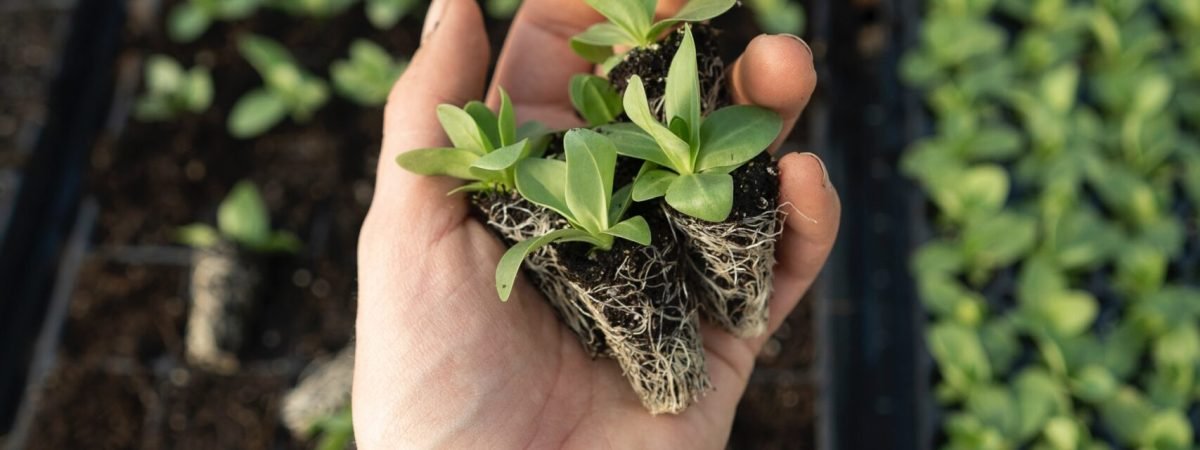 green plant on persons hand