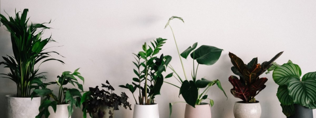 green plant on white ceramic pot