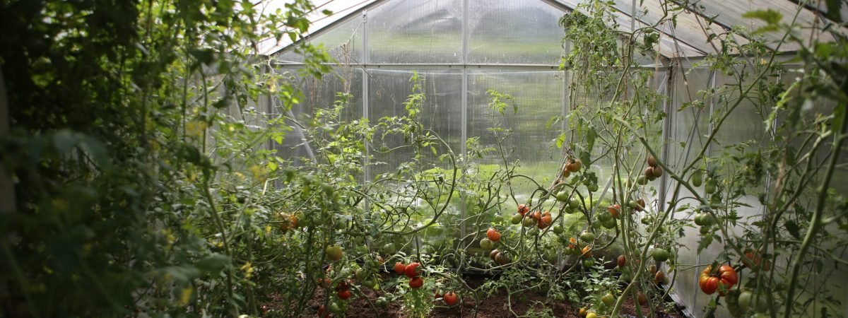 green watering can in green house