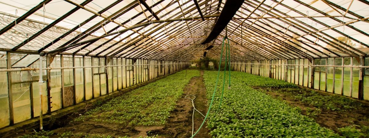 greenhouse interior