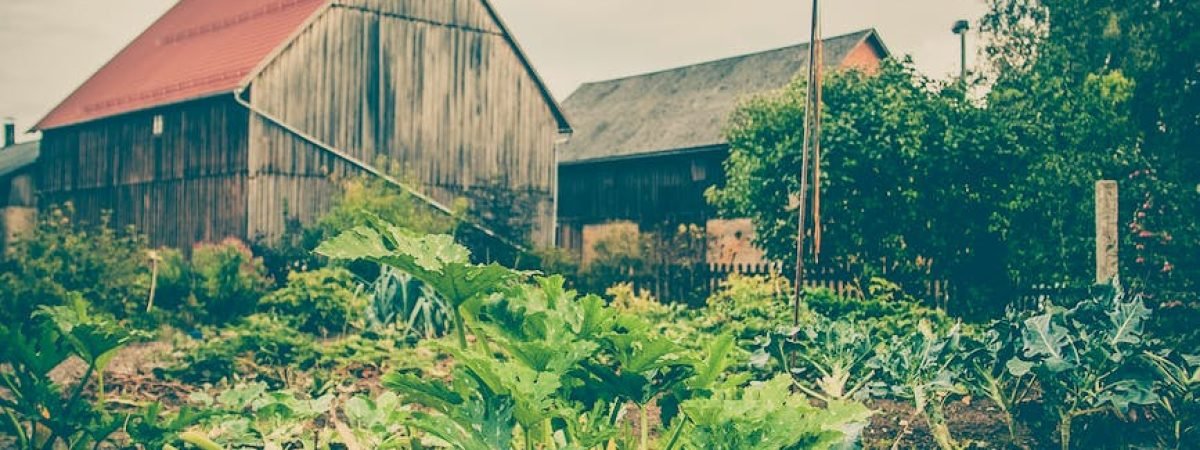 vegetables houses garden countryside