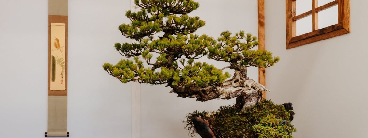 a bonsai on wooden table