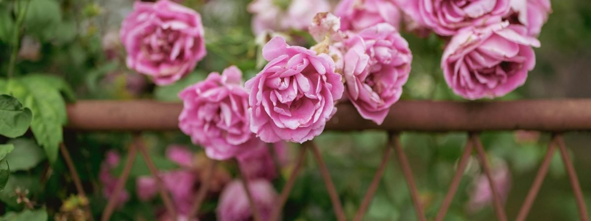 pink rose flowers blooming over a garden fence