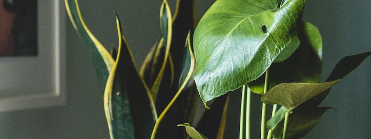 flowerpots with green home plants