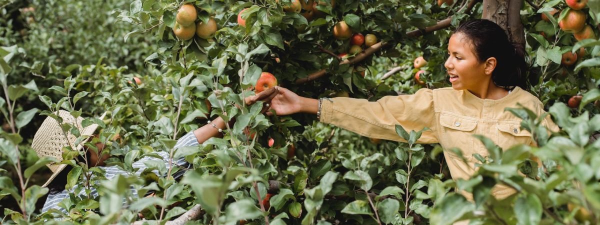 people harvesting apples