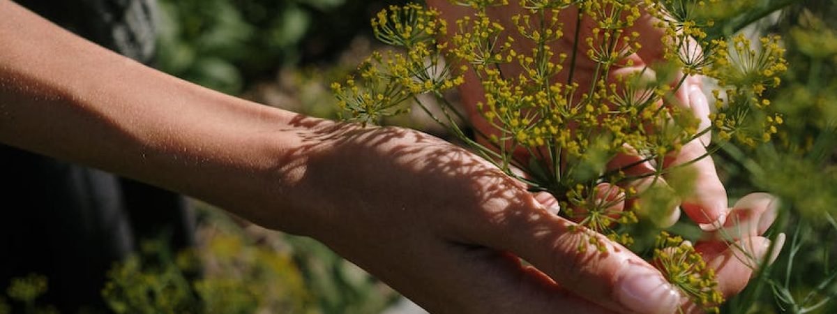 person holding a small plant