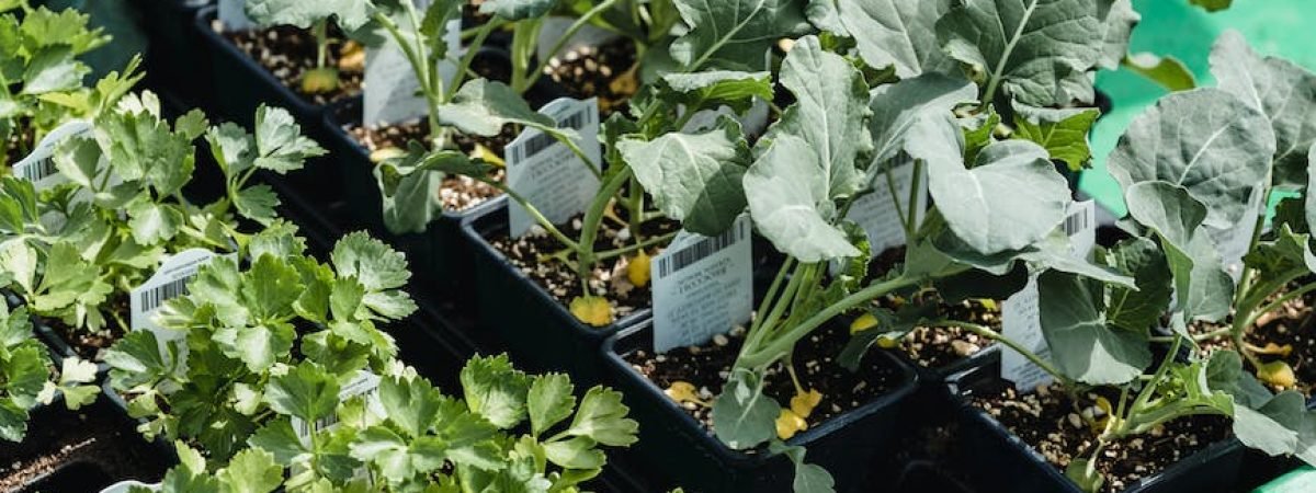 box of fresh green plants on farm ground