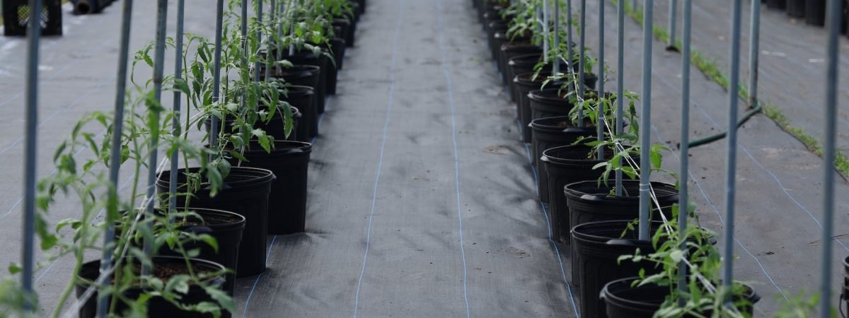 potted plants placed on rows