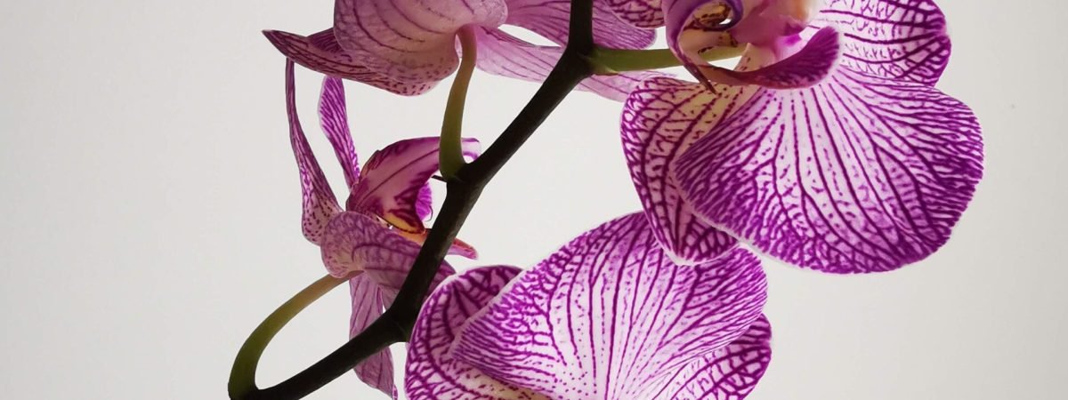 purple moth orchids in close up photography