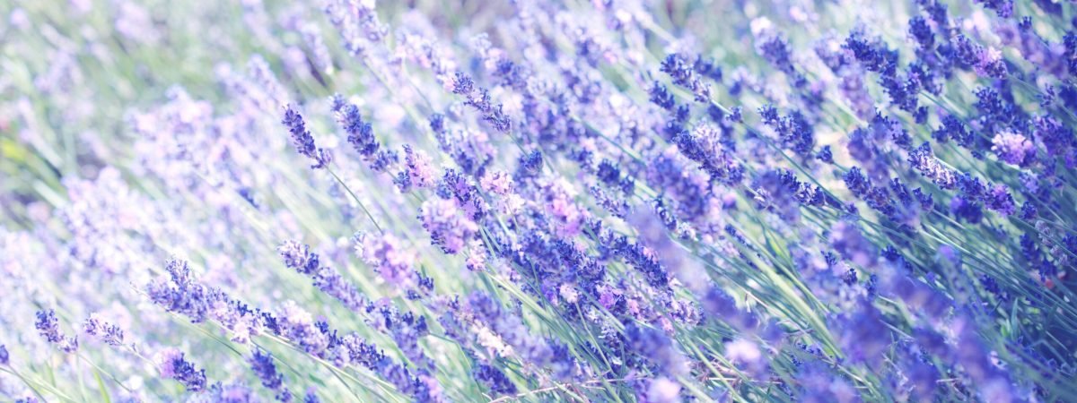 purple petaled flowers