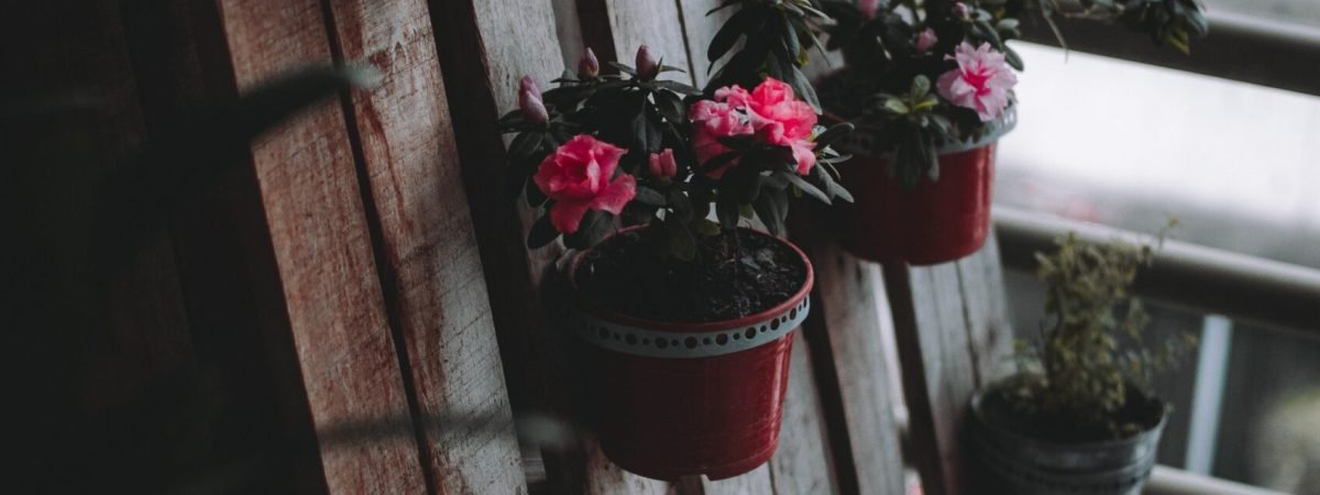 red and white flowers on red pot