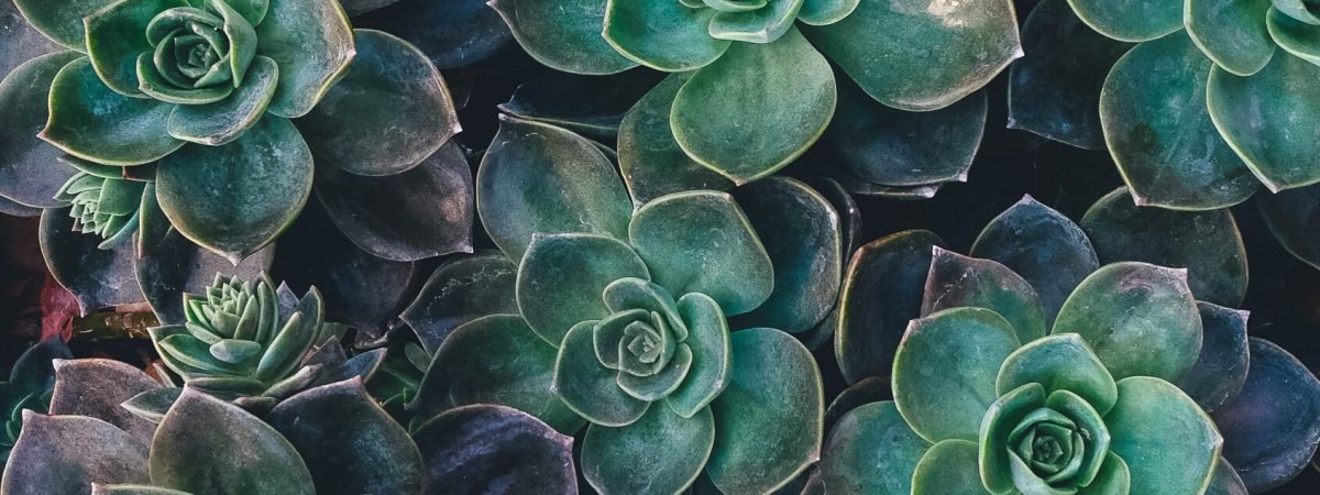 top view of green succulent plants